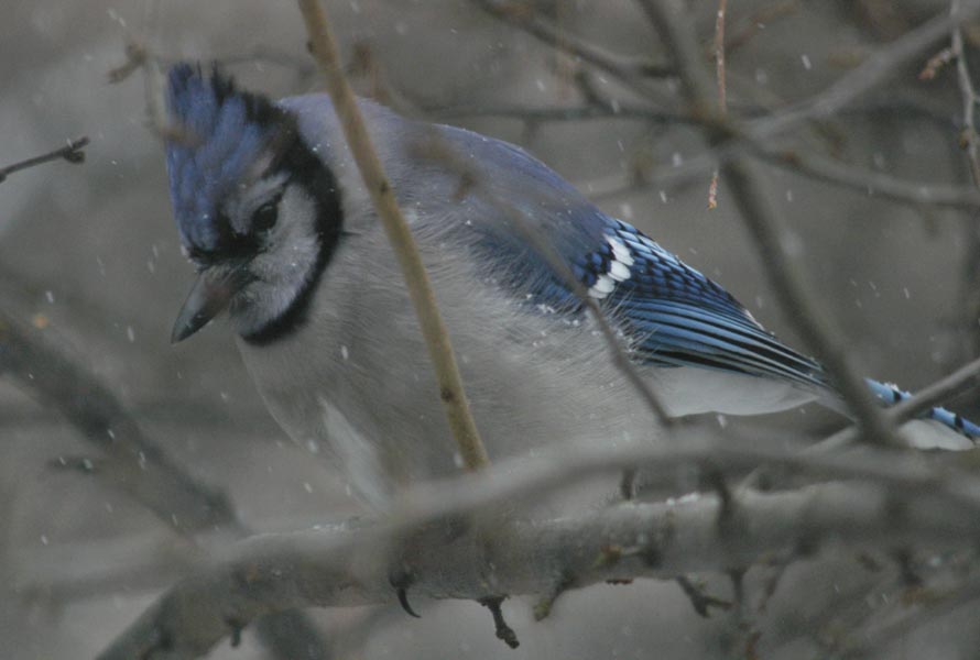 Pensive blue jay