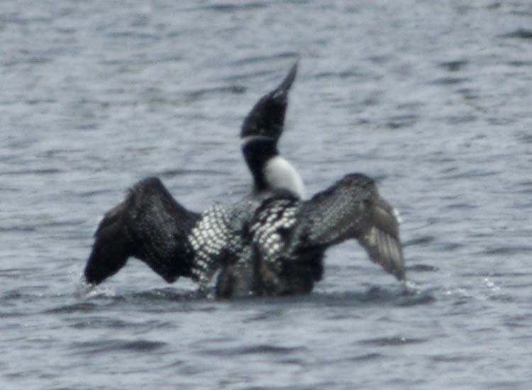 Common loon display
