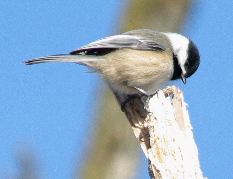 Black-capped chickadee