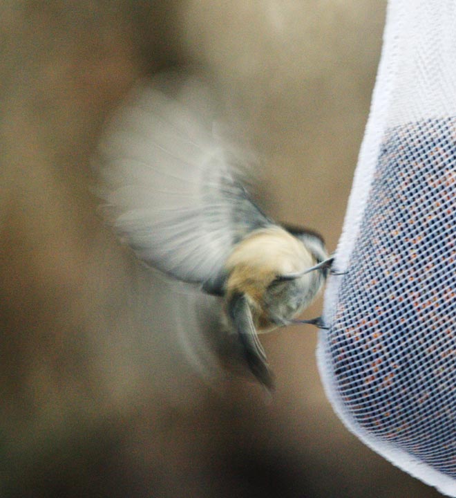 Black-capped chickadee keeping balance
