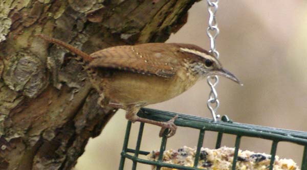 Carolina wren on the suet feeder