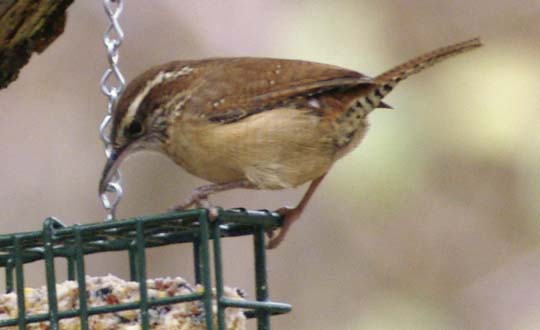 Carolina wren