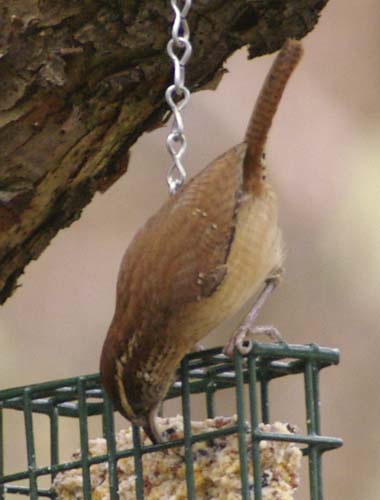 Carolina wren digging in