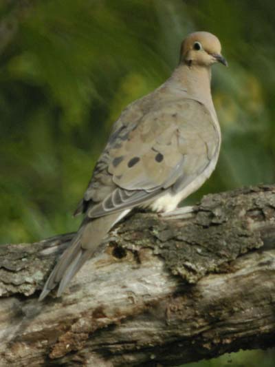 Mourning dove