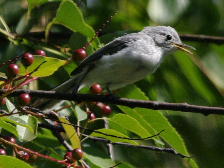Blue-gray gnatcatcher