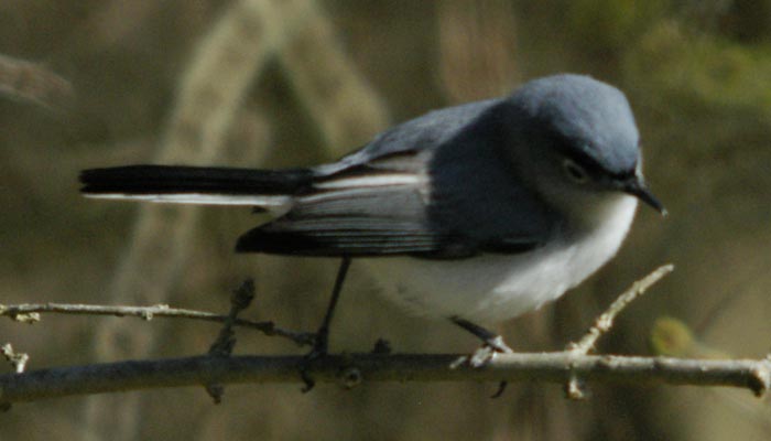blue-gray gnatcatcher