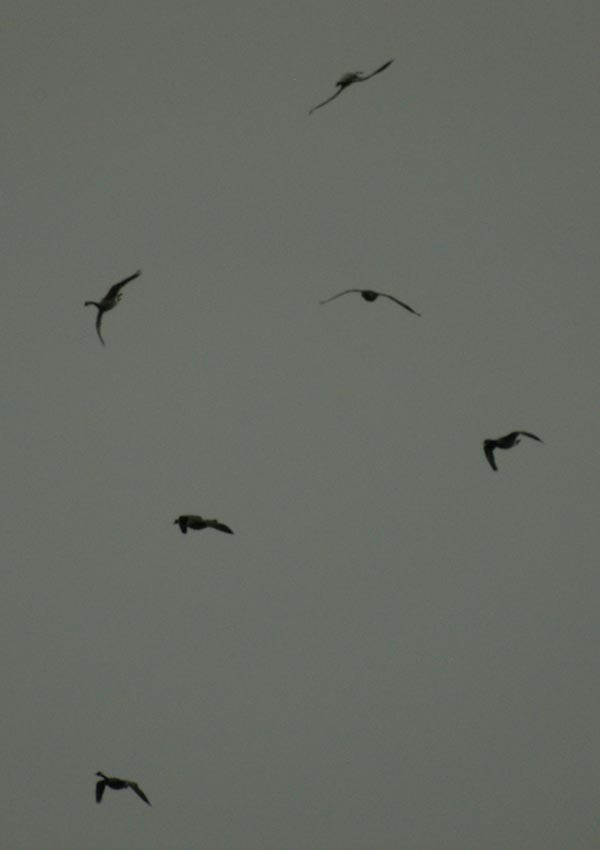 Canada geese - consequences