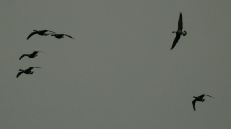 Canada geese - graceful exit