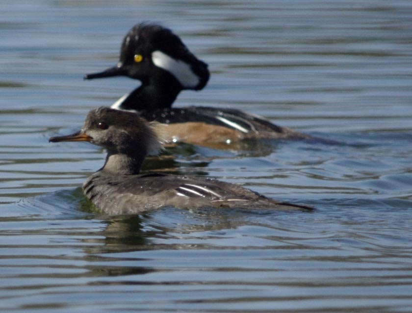 Hooded merganser pair