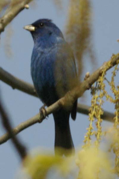 Dark indigo bunting