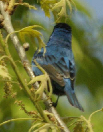 Rear view of indigo bunting