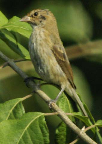 Young indigo bunting