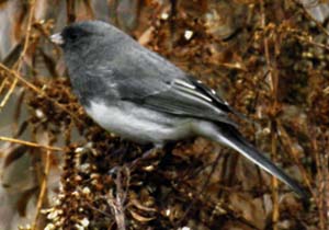 Junco in a gameland