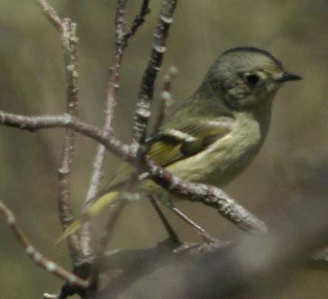 Ruby-crowned kinglet