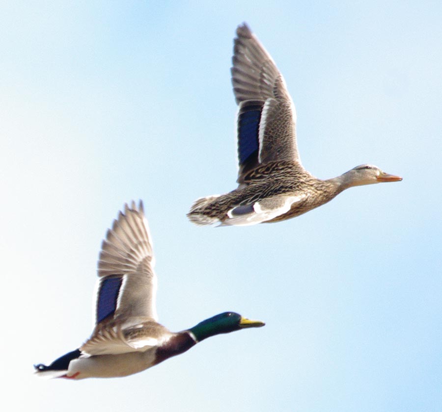 Mallard couple flying