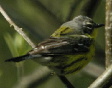 Female magnolia warbler
