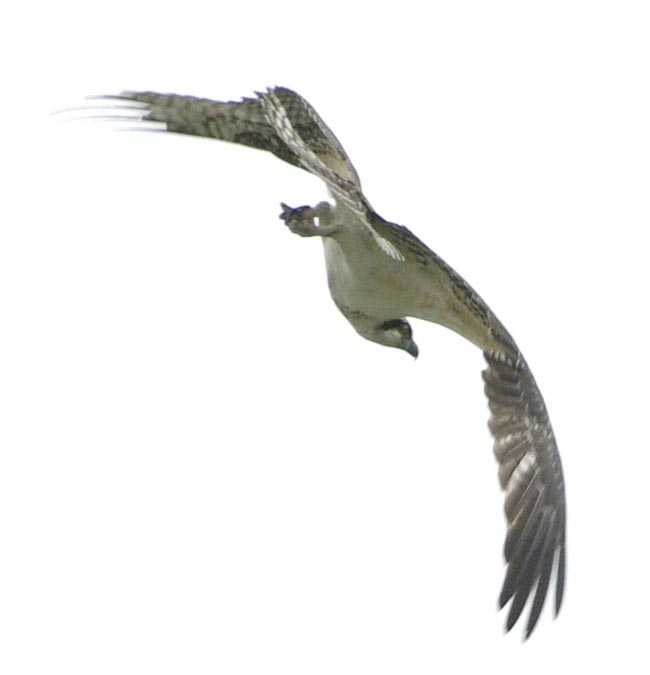 Osprey turning