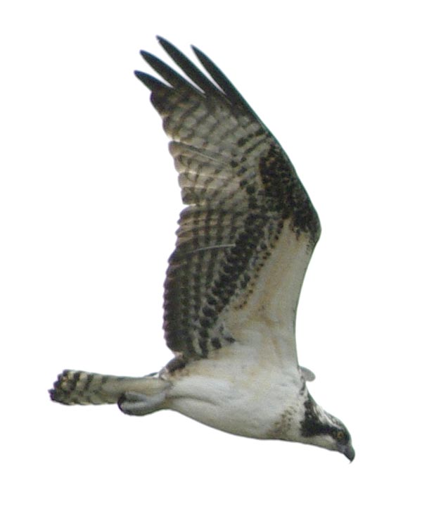 Osprey in flight