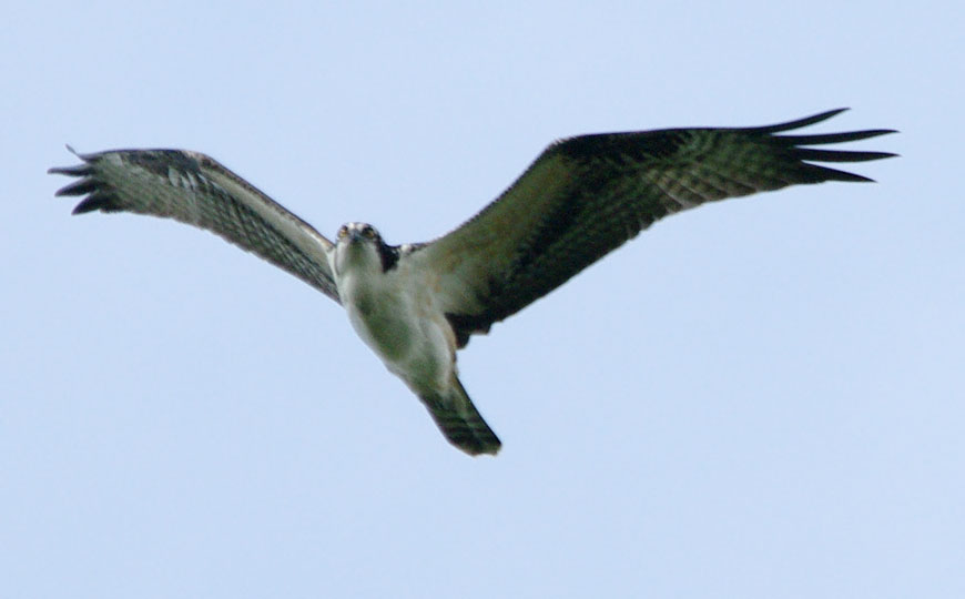 Osprey approaching