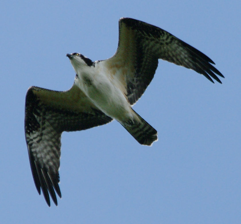 Osprey overhead