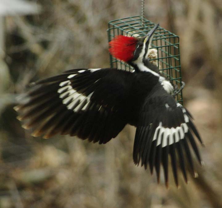 Pileated woodpecker on suet