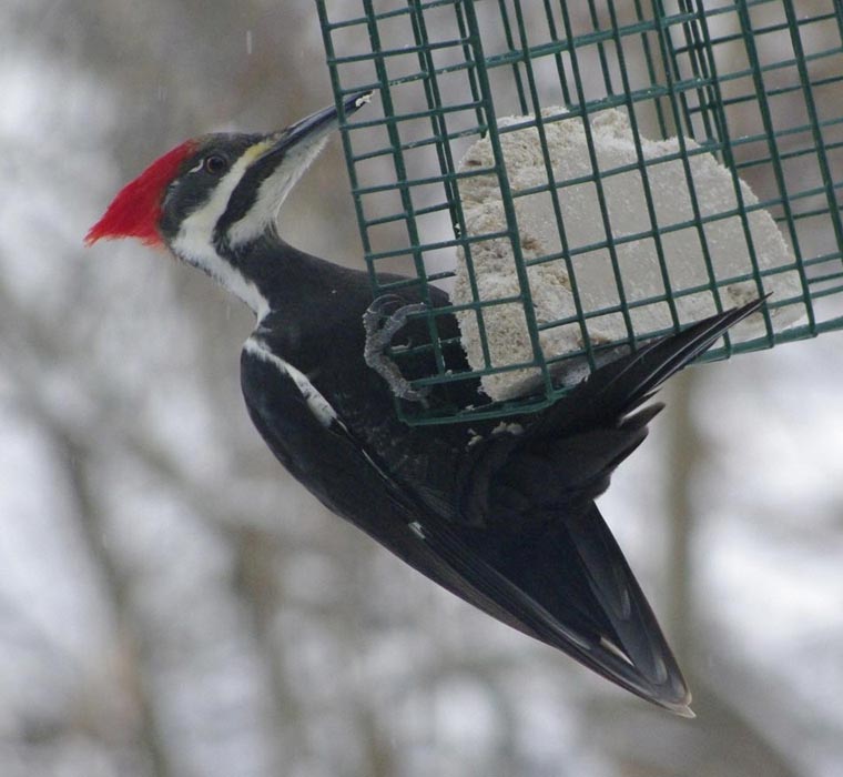 Pileated woodpecker on suet