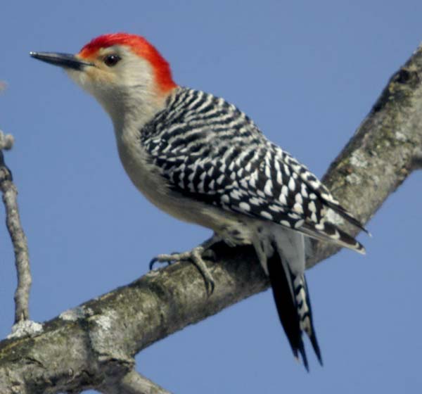 Male red-bellied woodpecker