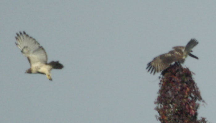 Red-tailed hawk taking off and landing
