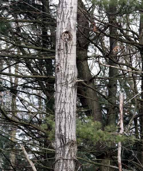 Screech owl at home, overview