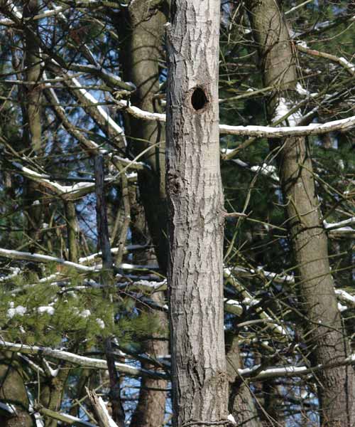 Screech owl not at home, overview