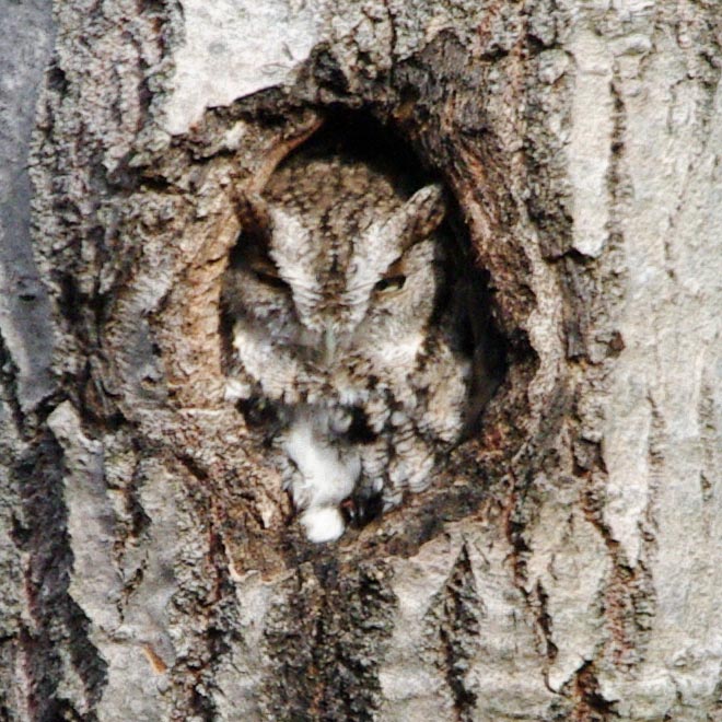 Obscured immature great horned owl