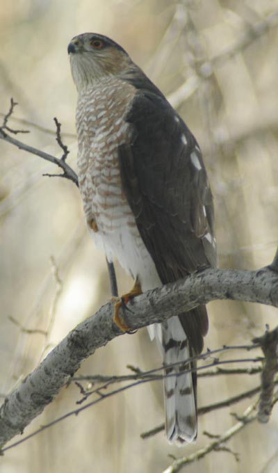 Sharp-shinned hawk nearby