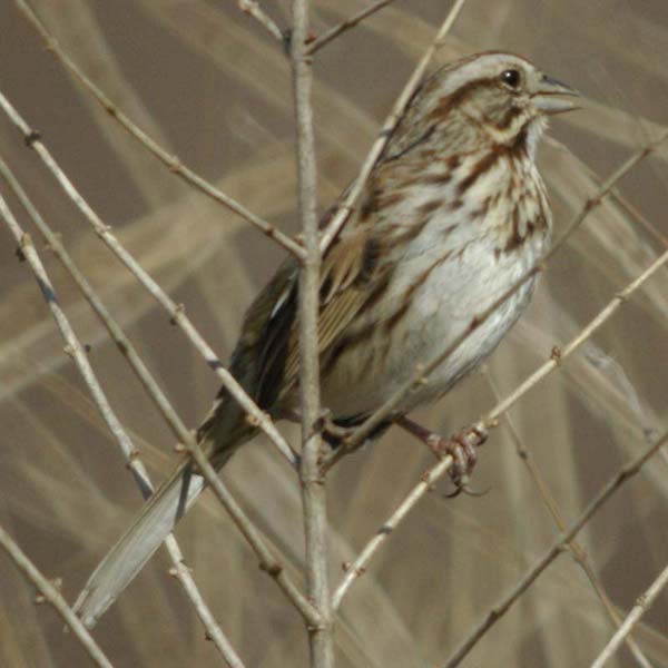 Song sparrowing singing