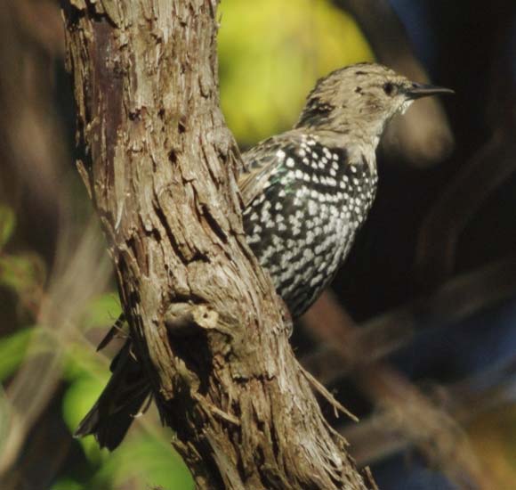 Starling portrait