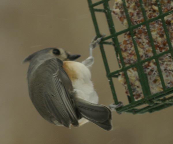 Titmouse at the suet feeder