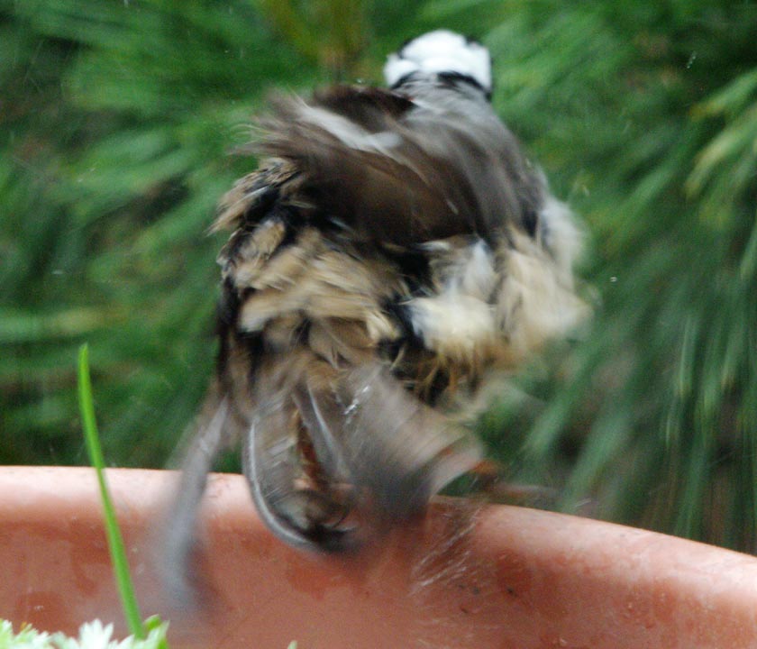 White-crowned sparrow as a punk rocker
