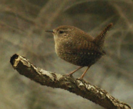 Winter wren