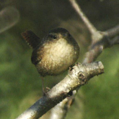 Winter wren, front view
