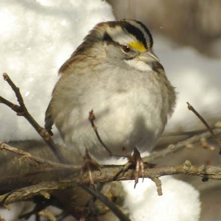 White-throated sparrow