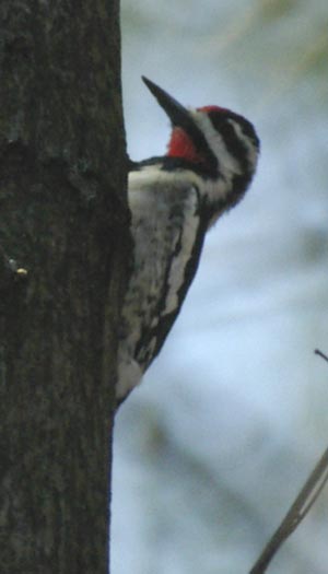 Yellow-bellied sapsucker around the trunk