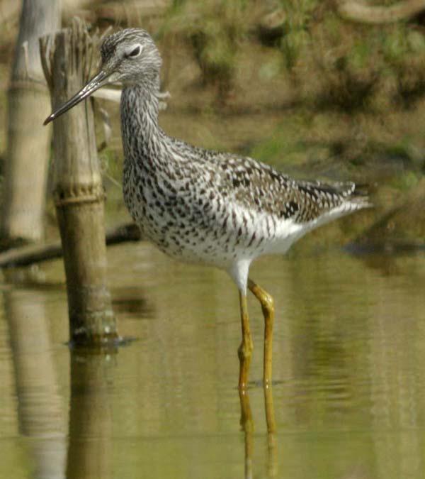 Greater yellowlegs