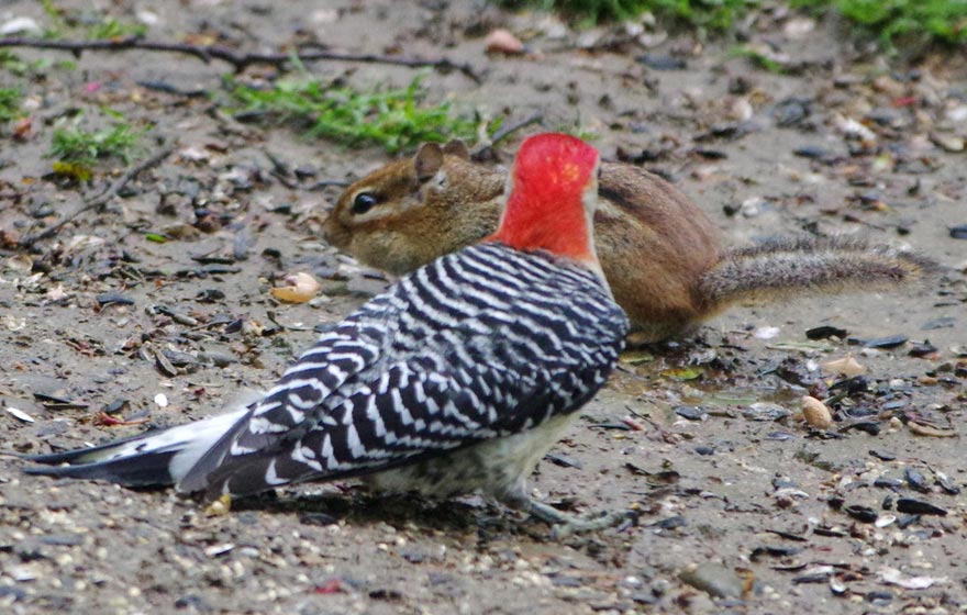 Red-bellied woodpecker and chipmunk