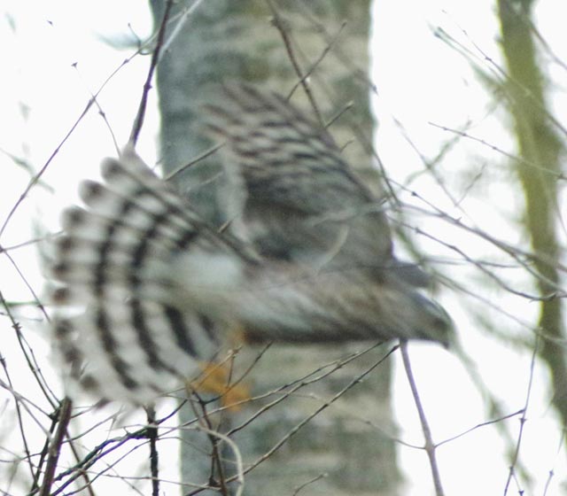 Sharp-shinned hawk flight