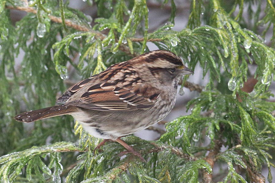 White-throated sparrow