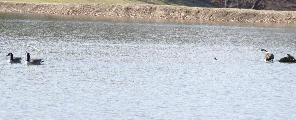 Canada goose resolution - peace better than fighting