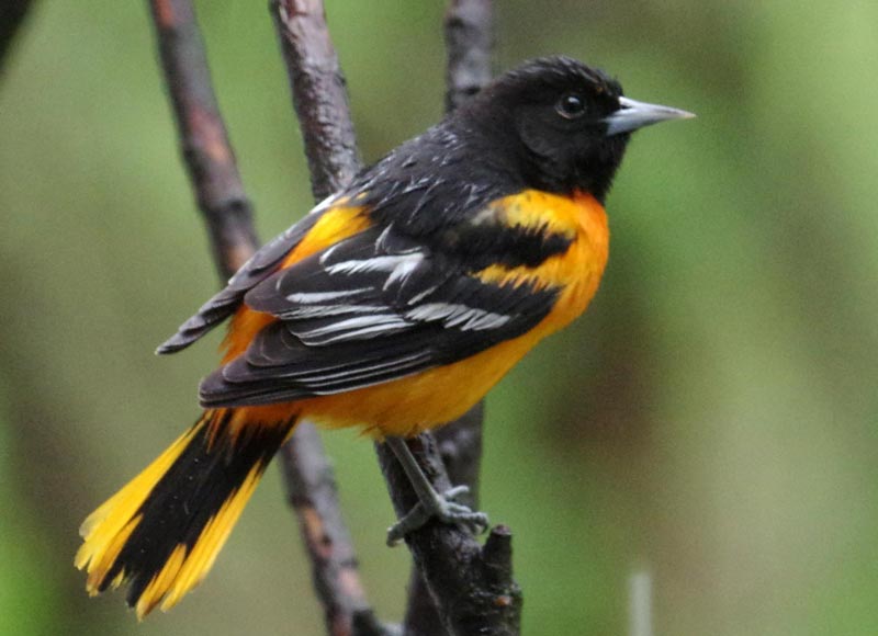 Baltimore oriole