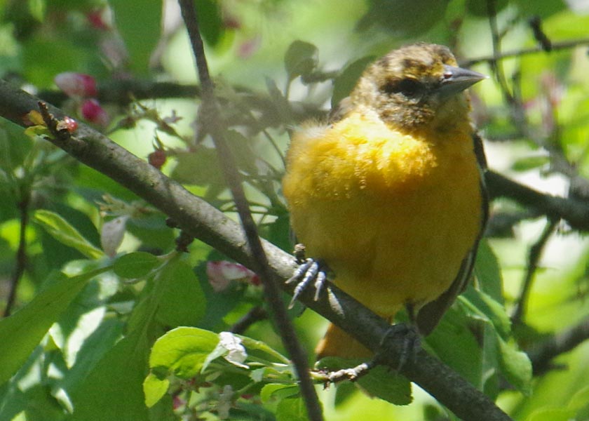 Female oriole