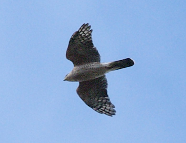 Adult Cooper's hawk