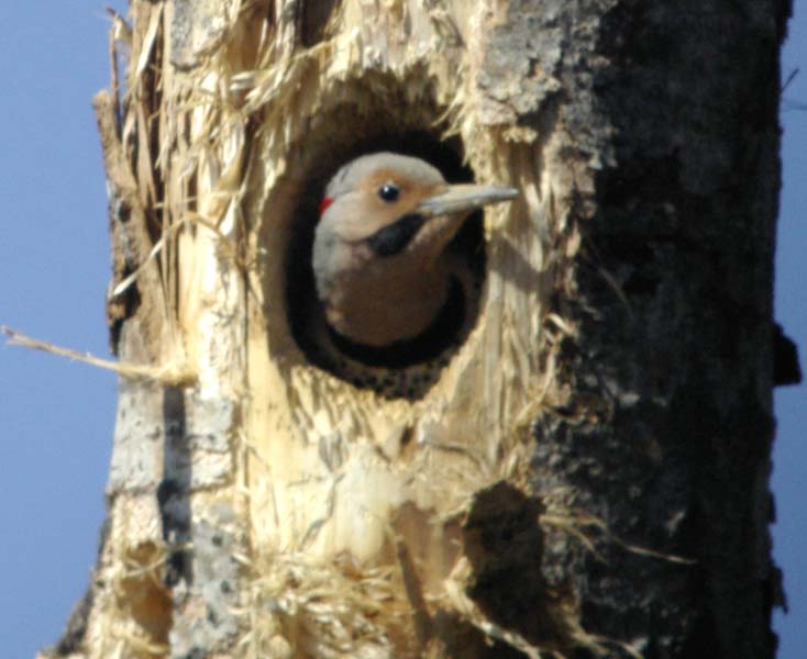 Peeking flicker