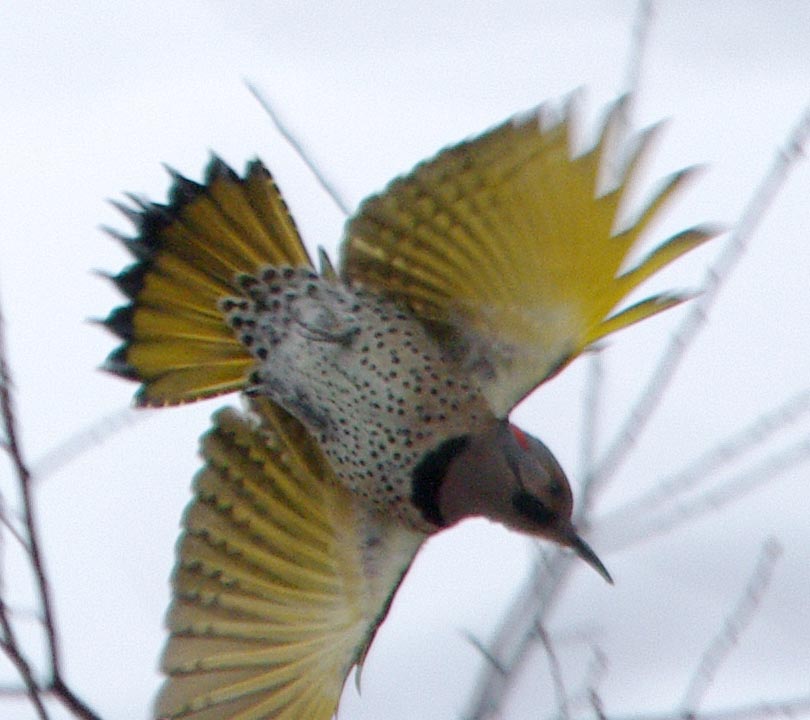 Flicker flash 1